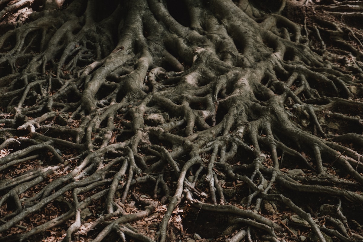 Root Intrusion: How Tree Roots Destroy Drains and What to Do About It